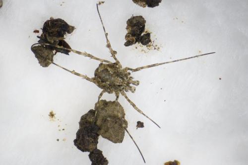 Megabunus diadema